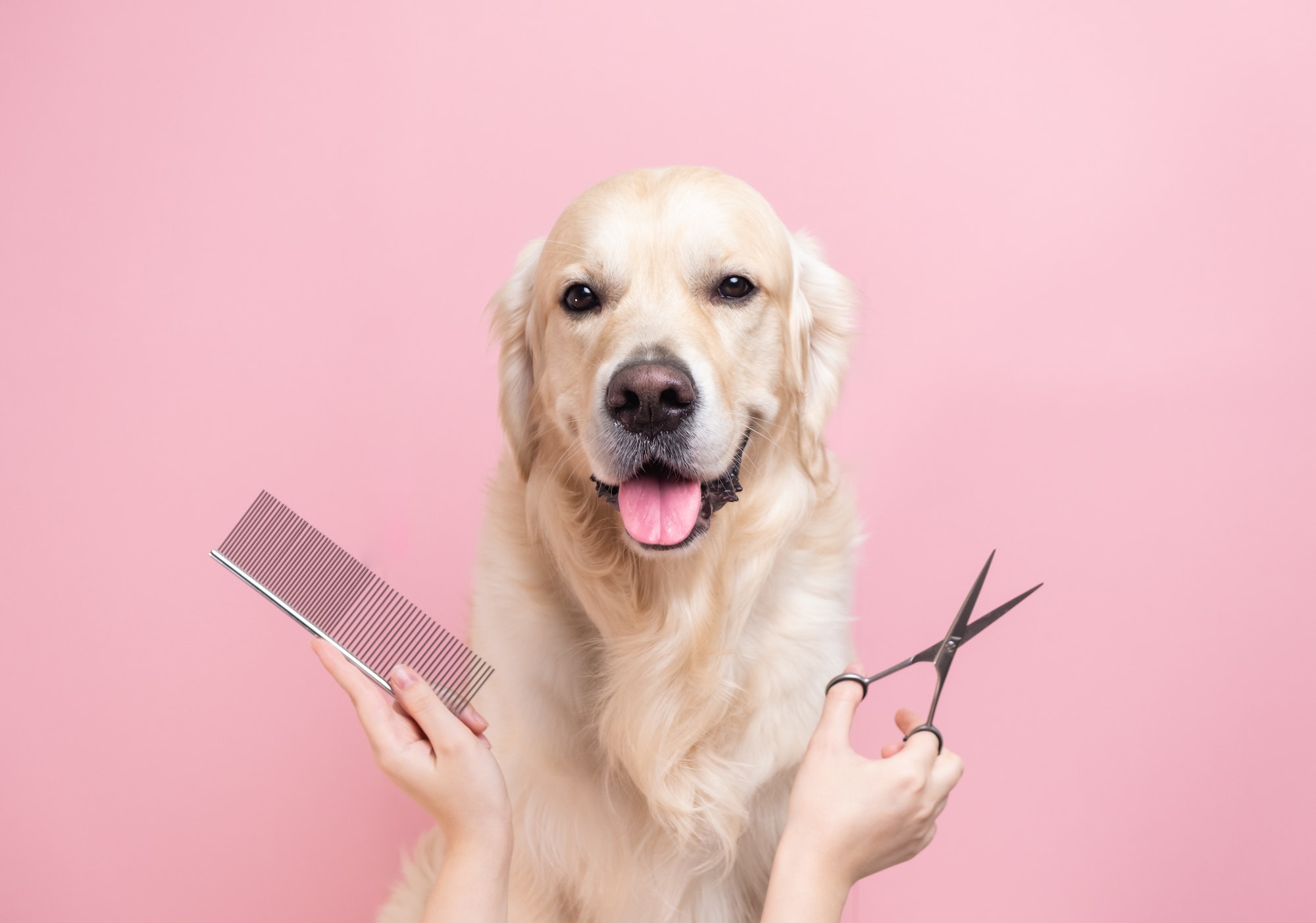 A professional is grooming a dog's coat against a monochrome background.