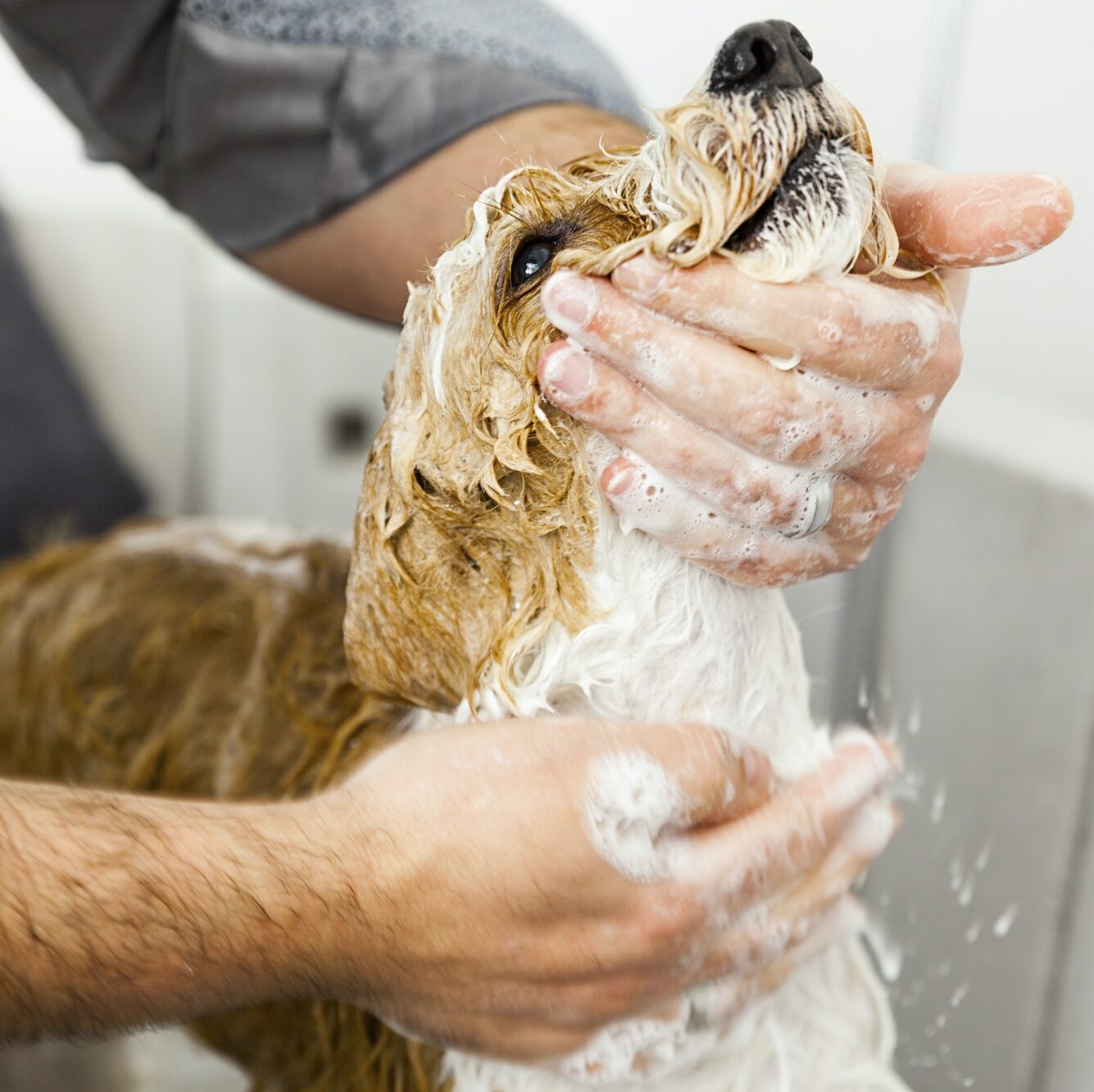 bathing a cute dog